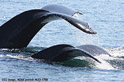 whale tails