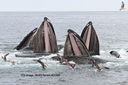 picture of whales