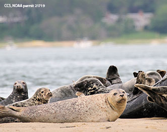 A group of seals on the beach. Links to Gifts That Protect Your Assets