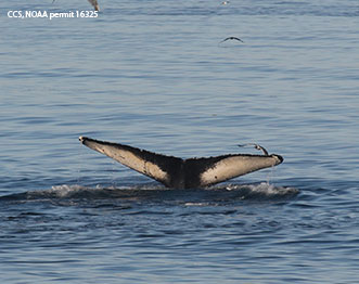 A whales tail in the ocean. Links to Gifts from Retirement Plans