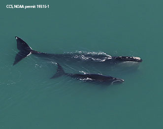 Two whales swimming. 